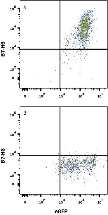 Detection of B7-H6 antibody in HEK293 Human Cell Line Transfected with Human B7-H6 and eGFP antibody by Flow Cytometry.