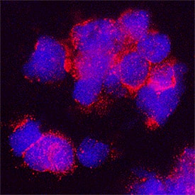 B7-H7/HHLA2 antibody in Human Monocytes by Immunocytochemistry (ICC).