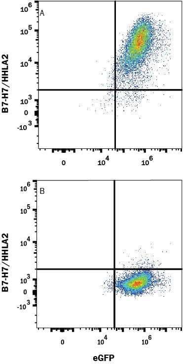 Detection of B7-H7/HHLA2 antibody in HEK Human Cell Line Transfected with Human B7-H7/HHLA2 and eGFP antibody by Flow Cytometry.