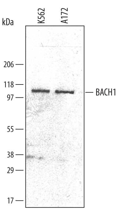 Detection of Human BACH1 antibody by Western Blot.