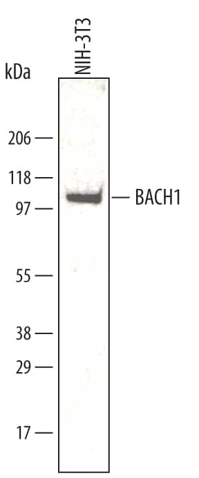 Detection of Mouse BACH1 antibody by Western Blot.