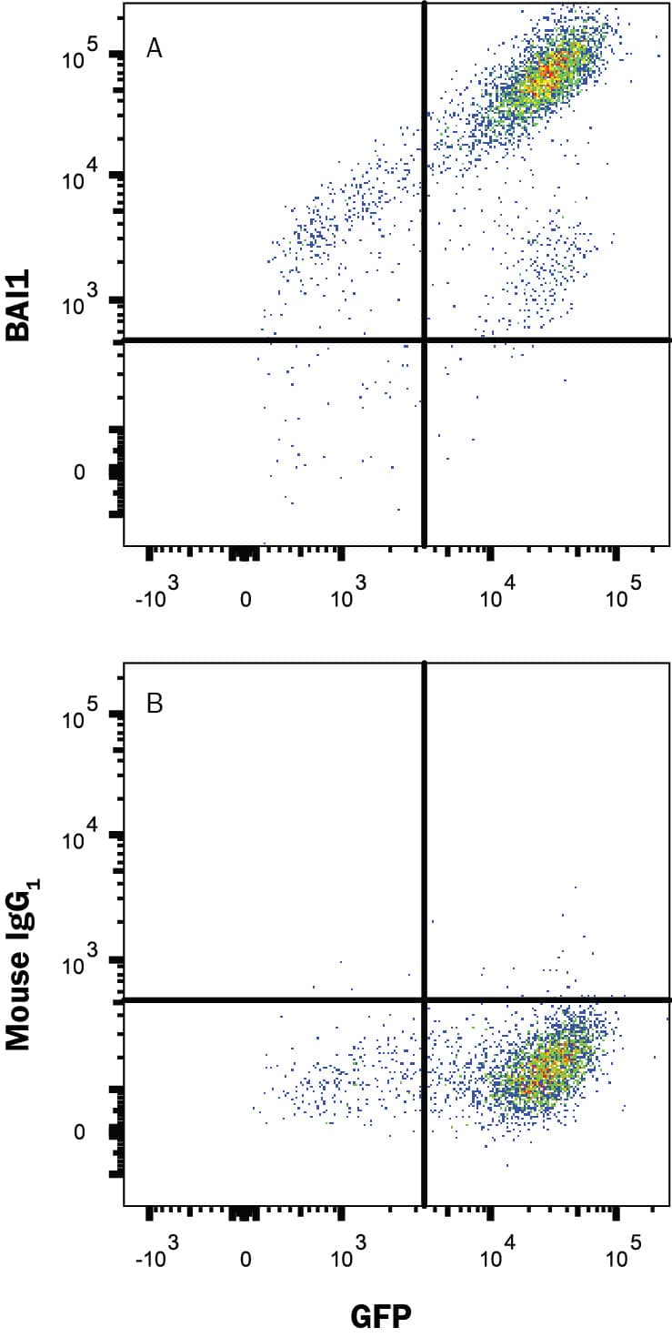 Detection of BAI1 antibody in HEK293 Human Cell Line Transfected with Human BAI1 and eGFP antibody by Flow Cytometry.