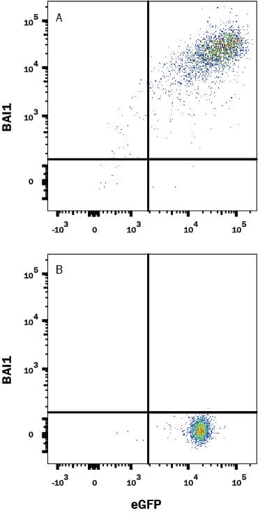 Detection of BAI1 antibody in HEK293 Human Cell Line Transfected with Human BAI1 and eGFP antibody by Flow Cytometry