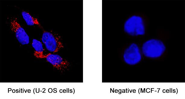 BAI1 antibody in U2OS Human Cell Line by Immunocytochemistry (ICC).