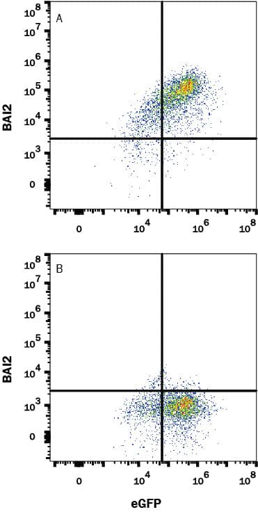 Detection of BAI2 antibody in HEK293 Human Cell Line Transfected with Human BAI2 and eGFP antibody by Flow Cytometry.