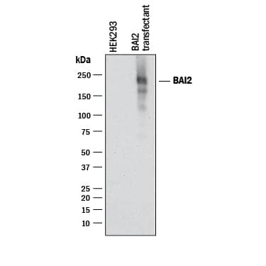 Detection of Human BAI2 antibody by Western Blot.