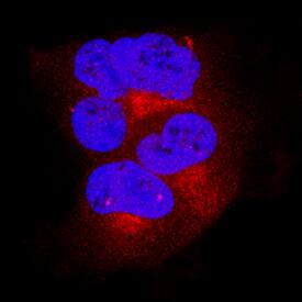 BAK antibody in HEK293 Human Cell Line by Immunocytochemistry (ICC).