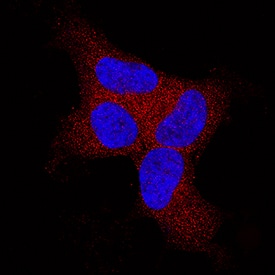 BAK antibody in HEK293 Human Cell Line by Immunocytochemistry (ICC).