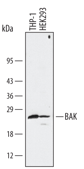 Detection of Human BAK antibody by Western Blot.