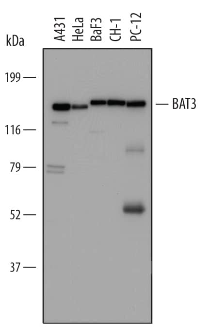 Detection of Human, Mouse, and Rat BAT3/BAG6 antibody by Western Blot.