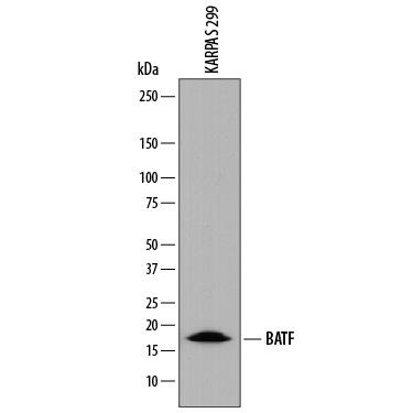 Detection of Human BATF antibody by Western Blot.