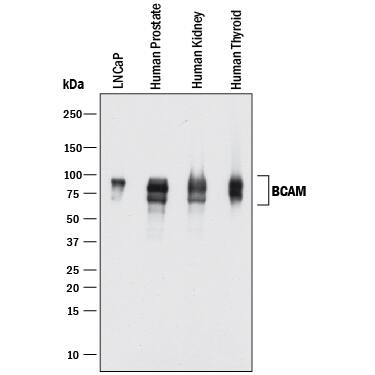 Detection of Human BCAM antibody by Western Blot.