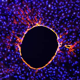 BCAM antibody in Mouse Liver by Immunohistochemistry (IHC-Fr).