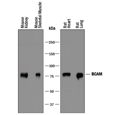 Detection of Mouse and Rat BCAM antibody by Western Blot.