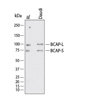 Detection of Human/Mouse BCAP antibody by Western Blot.