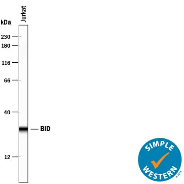 Detection of Human BID antibody by Simple WesternTM.
