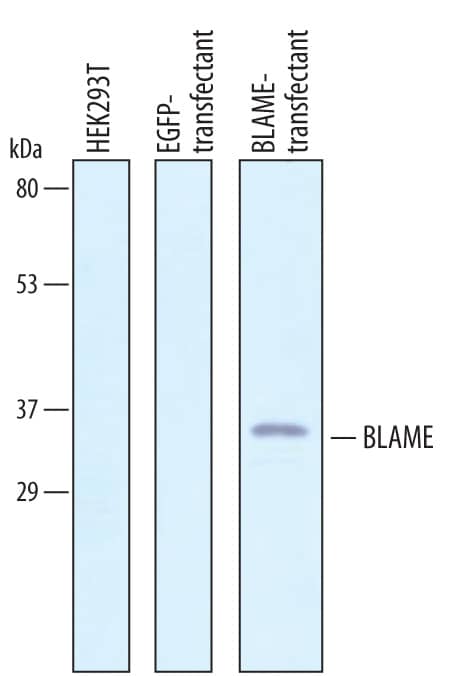 Detection of Human BLAME/SLAMF8 antibody by Western Blot.