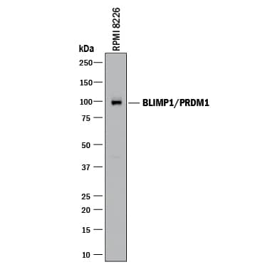 Detection of Human BLIMP1/PRDM1 antibody by Western Blot.