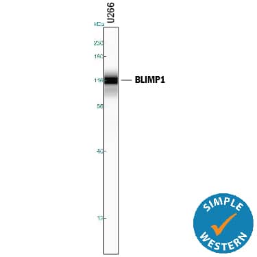 Detection of Human BLIMP1/PRDM1 antibody by Simple WesternTM.