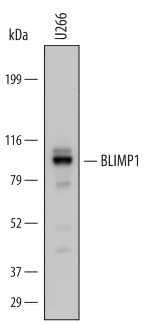 Detection of Human BLIMP1/PRDM1 antibody by Western Blot.