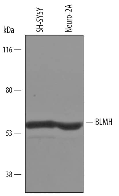 Detection of Human and Mouse BLMH antibody by Western Blot.