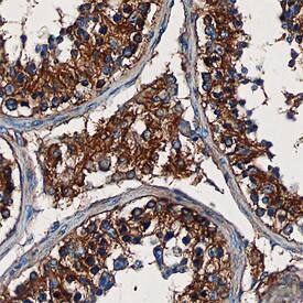 BLMH/Bleomycin Hydrolase antibody in Human Testis by Immunohistochemistry (IHC-P).