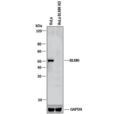 Western Blot Shows Human BLMH/Bleomycin Hydrolase Antibody Specificity by Using Knockout Cell Line.