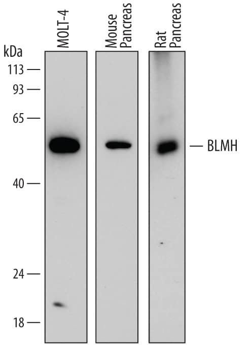 Detection of Human, Mouse, and Rat BLMH/ Bleomycin Hydrolase antibody by Western Blot.