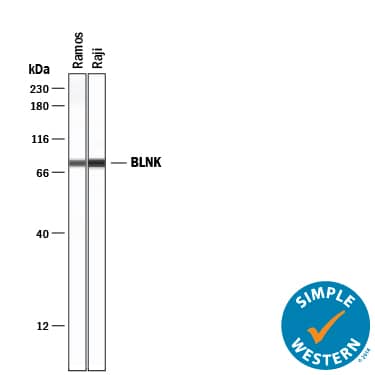 Detection of Human BLNK antibody by Simple WesternTM.