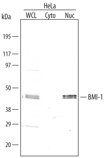 Detection of Human BMI-1 antibody by Western Blot.