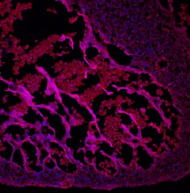 BMP-10 antibody in Mouse Embryonic Heart by Immunohistochemistry (IHC-Fr).