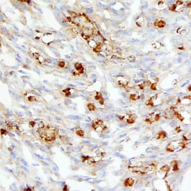 BMP-10 antibody in Mouse Embryonic Heart by Immunohistochemistry (IHC-Fr).