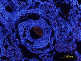 BMP-15/GDF-9B antibody in Mouse Ovary by Immunohistochemistry (IHC-Fr).