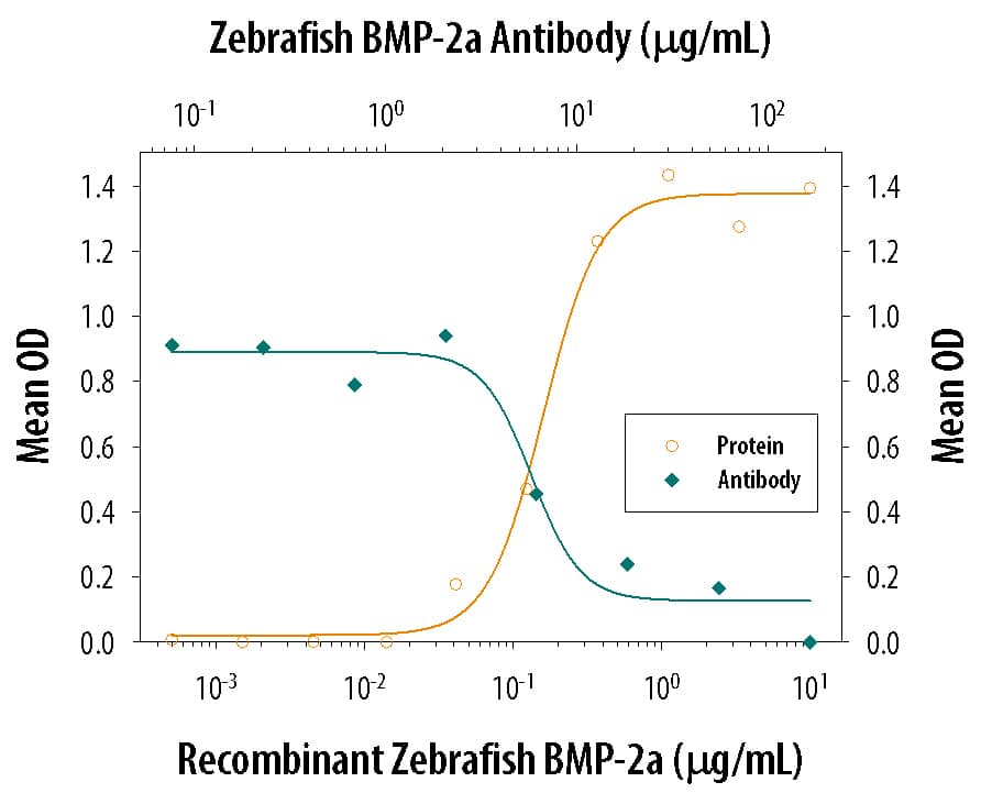 Alkaline Phosphatase Production Induced by BMP‑2a and Neutralization by Zebrafish BMP‑2 Antibody.