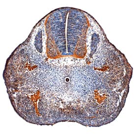 BMP-5 antibody in Mouse Embryo by Immunohistochemistry (IHC-Fr).
