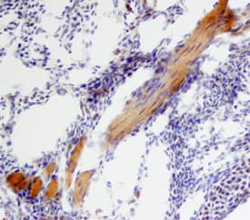 BMP-6 antibody in Mouse Embryo by Immunohistochemistry (IHC-Fr).