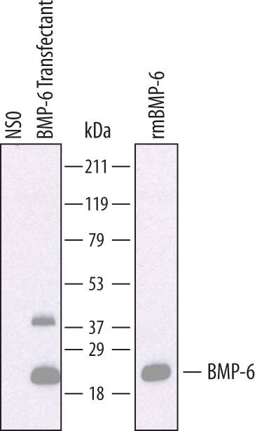 Detection of Mouse BMP-6 antibody by Western Blot.