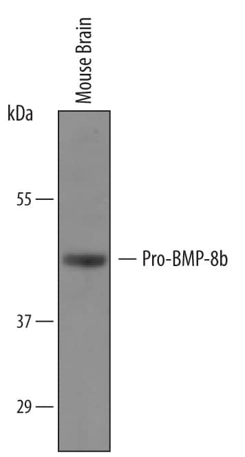 Detection of Mouse BMP-8b antibody by Western Blot.