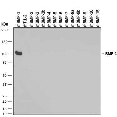 Detection of Recombinant Human BMP-1/PCP antibody by Western Blot.