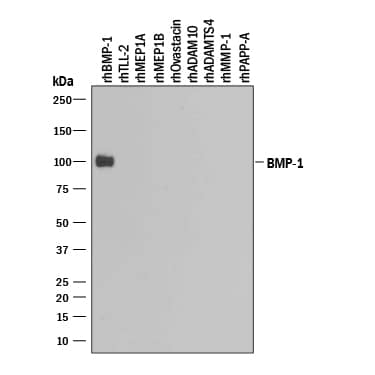 Detection of Recombinant Human BMP‑1/PCP by Western Blot. Detection of Recombinant Human BMP-1/PCP antibody by Western Blot.