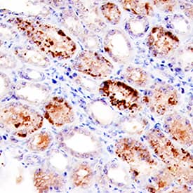 BMP-7 antibody in Human Kidney by Immunohistochemistry (IHC-P).