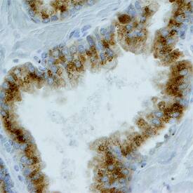 BMX antibody in Human Prostate by Immunohistochemistry (IHC-P).