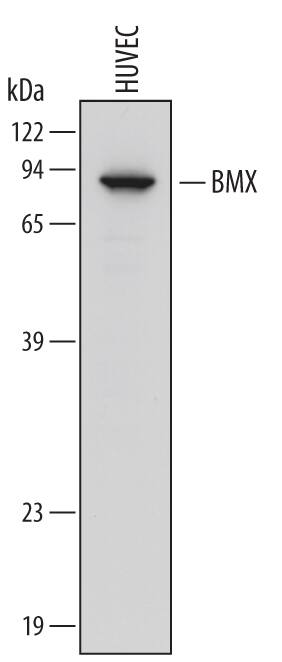 Detection of Human BMX antibody by Western Blot.