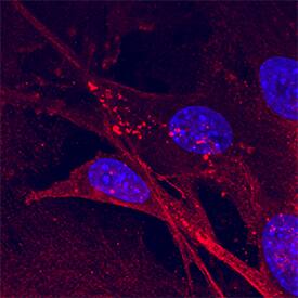 BNIP3L antibody in HeLa Human Cell Line by Immunocytochemistry (ICC).