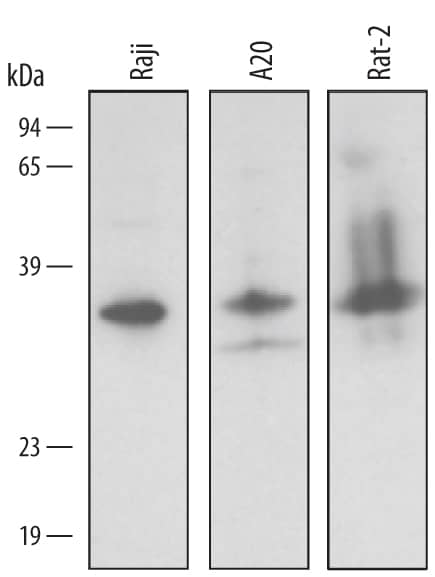 Detection of Human/Mouse/Rat BNIP3L antibody by Western Blot.