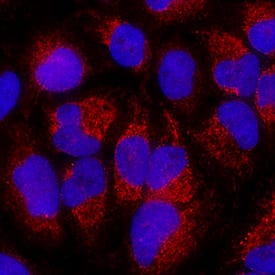 BNIP3 antibody in HeLa Human Cell Line by Immunocytochemistry (ICC).