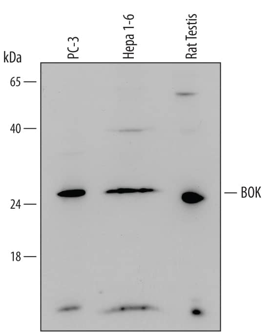 Detection of Human, Mouse, and Rat BOK antibody by Western Blot.