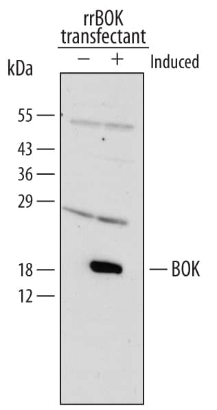 Detection of Rat BOK antibody by Western Blot.