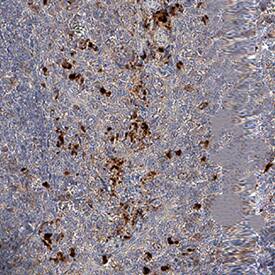 BPI antibody in Human Tonsil by Immunohistochemistry (IHC-P).