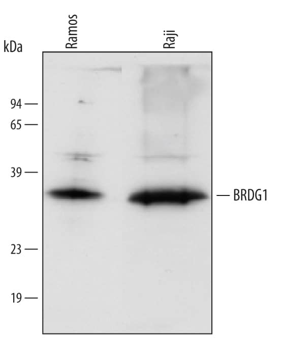 Detection of Human BRDG1 antibody by Western Blot.